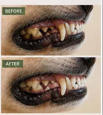 Before and after comparison of a dog's teeth showing improved dental health.